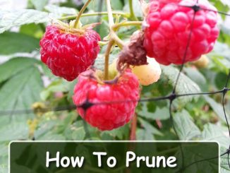 How To Prune Everbearing Raspberries