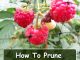 How To Prune Everbearing Raspberries