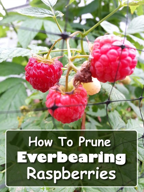 How To Prune Everbearing Raspberries