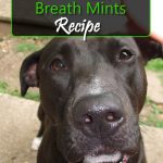 DIY Doggy Breath Mints Recipe