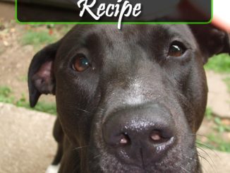 DIY Doggy Breath Mints Recipe