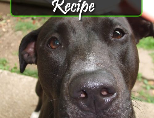 DIY Doggy Breath Mints Recipe