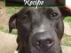 DIY Doggy Breath Mints Recipe