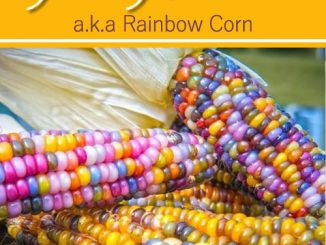 How To Grow Glass Gem Corn