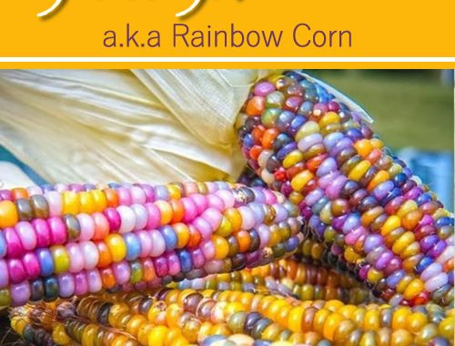How To Grow Glass Gem Corn