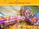 How To Grow Glass Gem Corn
