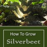 How To Grow Silverbeet