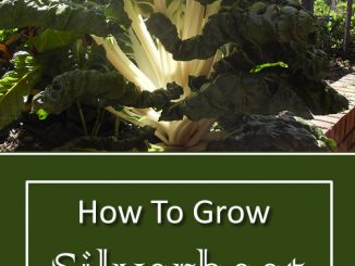 How To Grow Silverbeet