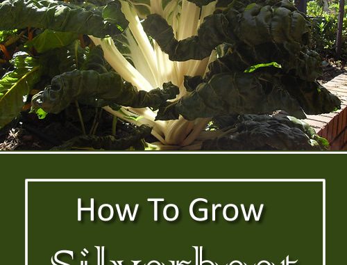 How To Grow Silverbeet
