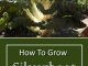 How To Grow Silverbeet