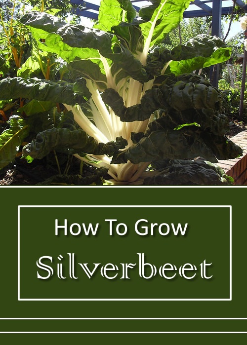 How To Grow Silverbeet