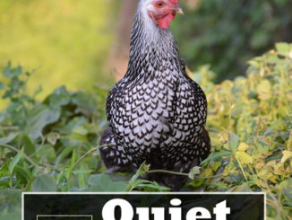 4 Quiet Chicken Breeds