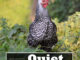 4 Quiet Chicken Breeds