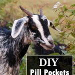 DIY Pill Pockets For Your Goats