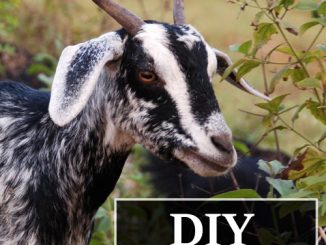 DIY Pill Pockets For Your Goats