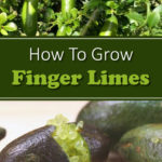 How To Grow Finger Limes