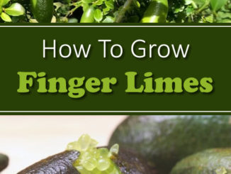 How To Grow Finger Limes