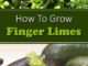How To Grow Finger Limes