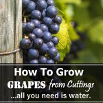 How To Grow Grapes From Cuttings