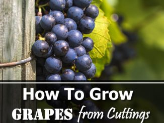 How To Grow Grapes From Cuttings