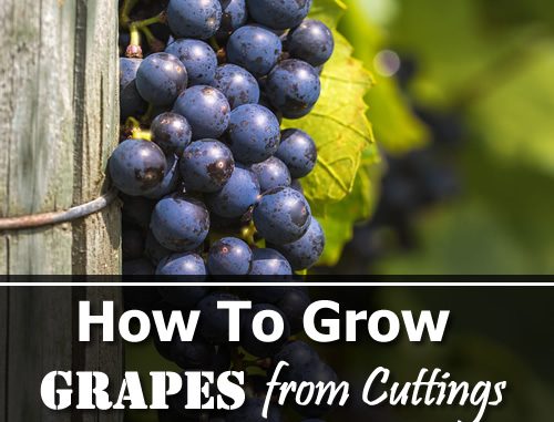 How To Grow Grapes From Cuttings