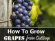 How To Grow Grapes From Cuttings