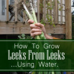 How To Regrow Leeks From Leeks