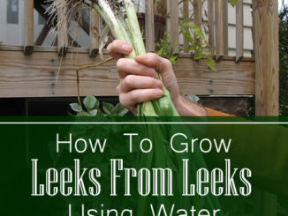 How To Regrow Leeks From Leeks