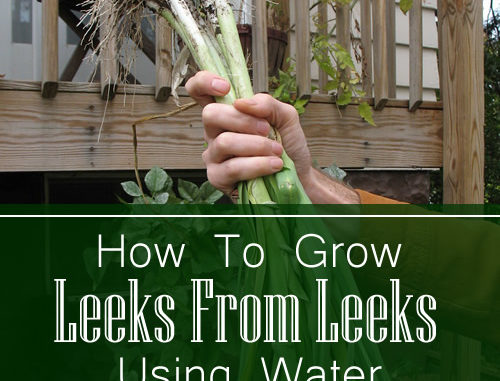 How To Regrow Leeks From Leeks