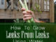 How To Regrow Leeks From Leeks