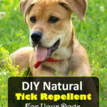 DIY Natural Tick Repellent For Dogs