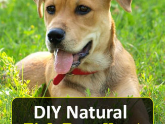 DIY Natural Tick Repellent For Dogs