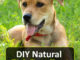 DIY Natural Tick Repellent For Dogs
