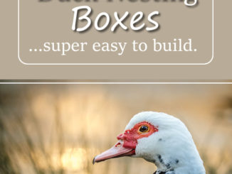 DIY Plastic Tote Duck Nesting Boxes