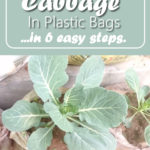 How To Grow Cabbage In Plastic Bags