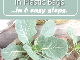 How To Grow Cabbage In Plastic Bags