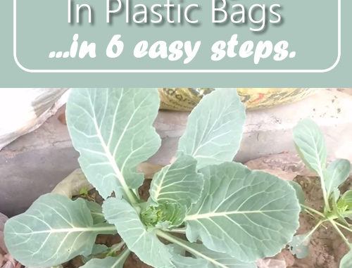 How To Grow Cabbage In Plastic Bags