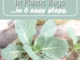 How To Grow Cabbage In Plastic Bags