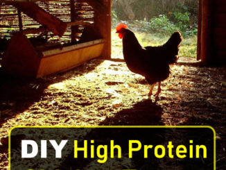 DIY High Protein Chicken Treats Platter Recipe