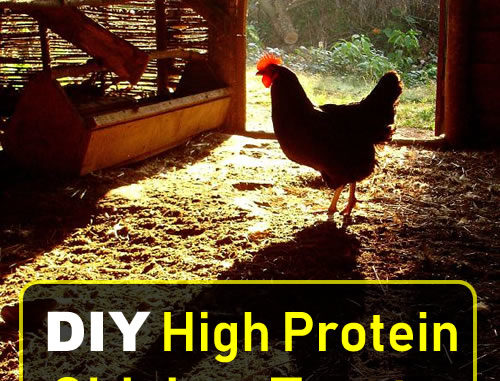 DIY High Protein Chicken Treats Platter Recipe