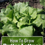 How To Grow Butter Lettuce