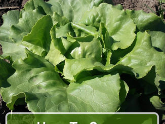 How To Grow Butter Lettuce