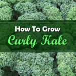 How To Grow Curly Kale