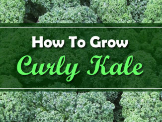 How To Grow Curly Kale