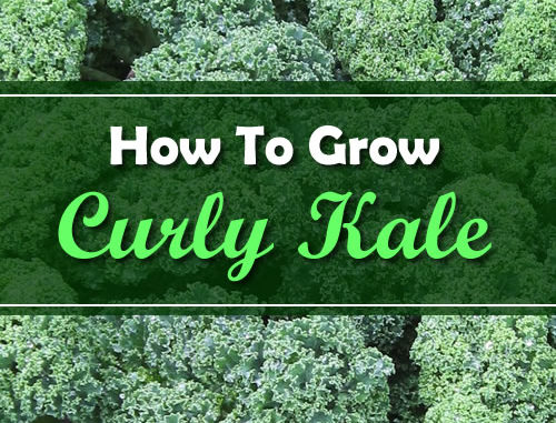 How To Grow Curly Kale