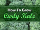 How To Grow Curly Kale