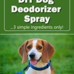 DIY Dog Deodorizer Spray