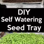 DIY Self Watering Seed Starting Tray