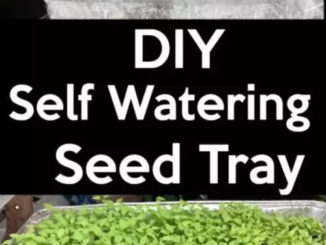 DIY Self Watering Seed Starting Tray