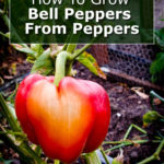 How To Grow Bell Peppers From Peppers